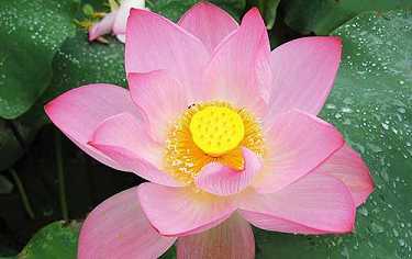 黄燕平居士往生纪实