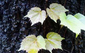 处难处之人要有知而无言 处难处之人要有知而无言