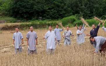 一年一度小麦黄 少林寺禅耕农场收麦忙