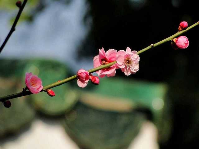 黄财神咒感应