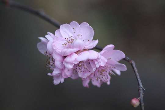 佛经地藏菩萨本愿经