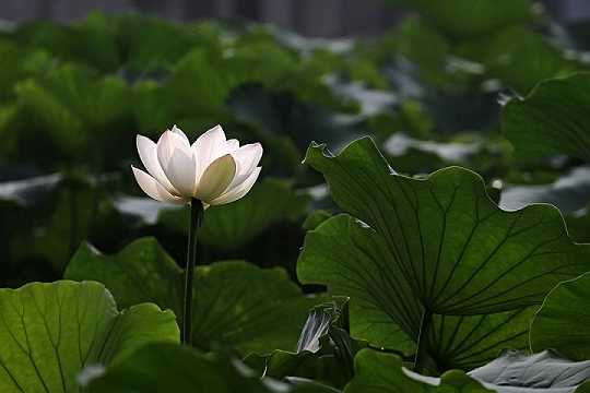 华严经有什么功德