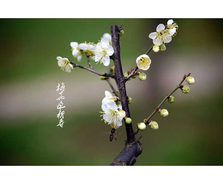 无量寿经快诵30