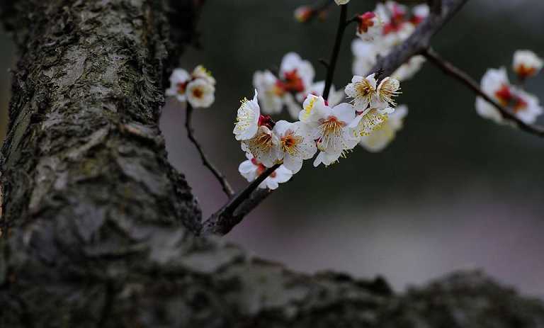 盂兰盆经多少字