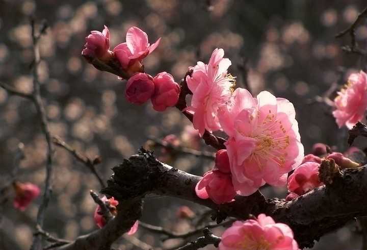 莲花生大士心咒有几个版本