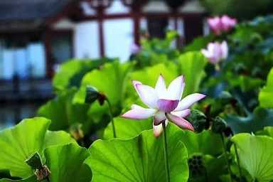 六字大明咒的观想视频