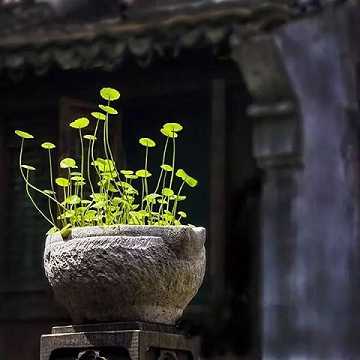 往生咒唱诵108
