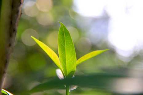 文殊菩萨八字真言注音