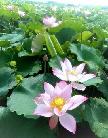 佛经无量寿经