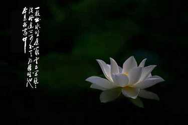 无量寿经字数
