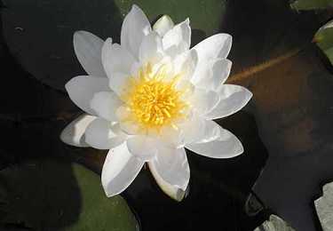 百字明咒全文唱诵