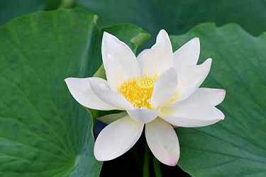 百字明咒全文及回向